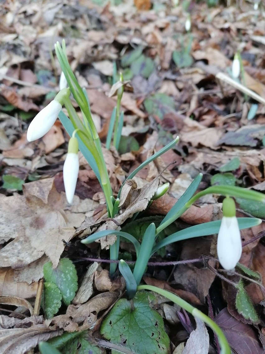 Wiosna na całego! Kwitną przebiśniegi, krokusy