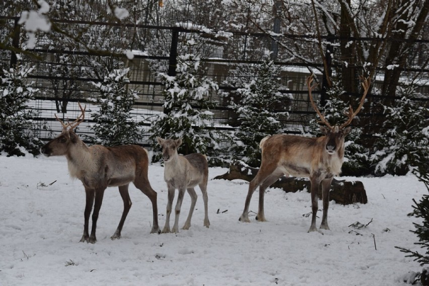 Zoo w Płocku zaprasza na zimowe zwiedzanie. 12 grudnia na gości czekają zabawy i upominki