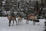 Zoo w Płocku zaprasza na zimowe zwiedzanie. 12 grudnia na gości czekają zabawy i upominki 