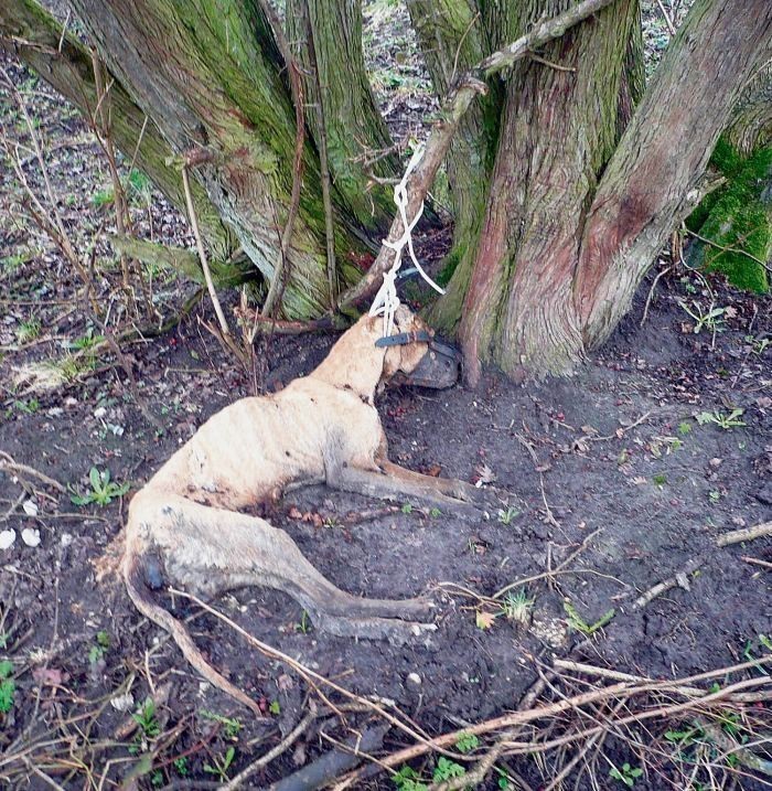 Pies został przywiązany do drzewa, na polu za szkołą przy...