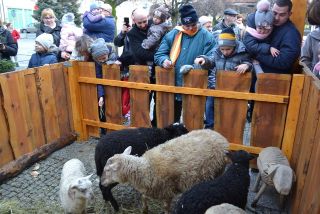 Żywe owieczki w pleszewskiej szopce