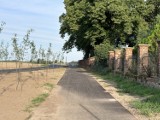 Blisko 900 nowych drzew wzdłuż drogi Osieczna-Goniembice w powiecie leszczyńskim
