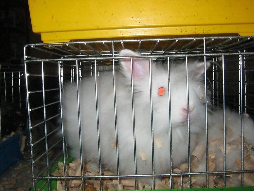 Zabiedzone króliki w Częstochowie