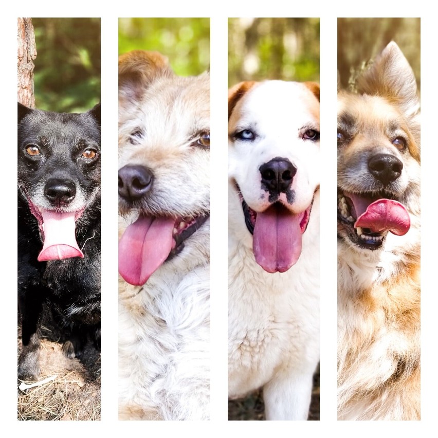 Szukamy domu dla bezdomnych psów Fundacji Schroniska Funny Pets w Czartkach. Dziś przedstawia się sześć czworonogów z gminy Rząśnia ZDJĘCIA