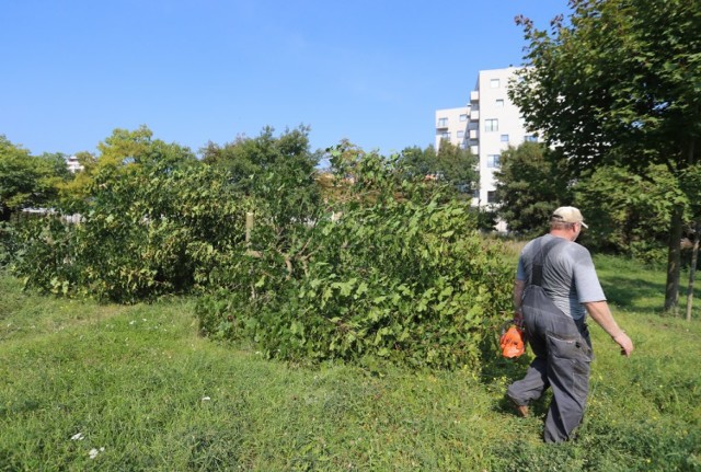 Rosnące kilkadziesiąt lat dęby czerwone poległy. Łańcuchowa piła i decyzja marszałkowskich urzędników były silniejsze