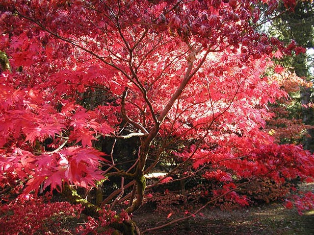 Źródło: http://commons.wikimedia.org/wiki/File:Autumn.westonbirt.750pix.jpg