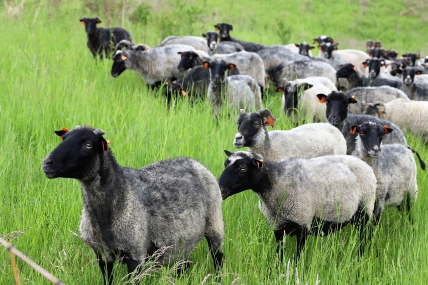 Stado kilkudziesięciu owiec przebywa w specjalnej zagrodzie.