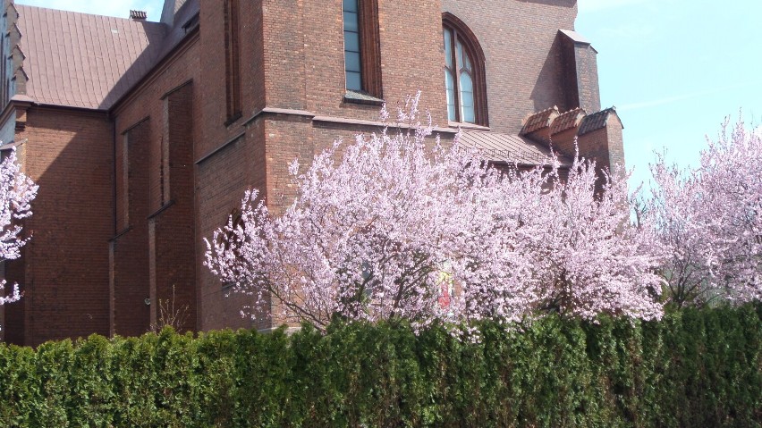 Myszków miasto kwitnących pięknych drzew. Są wspaniałe