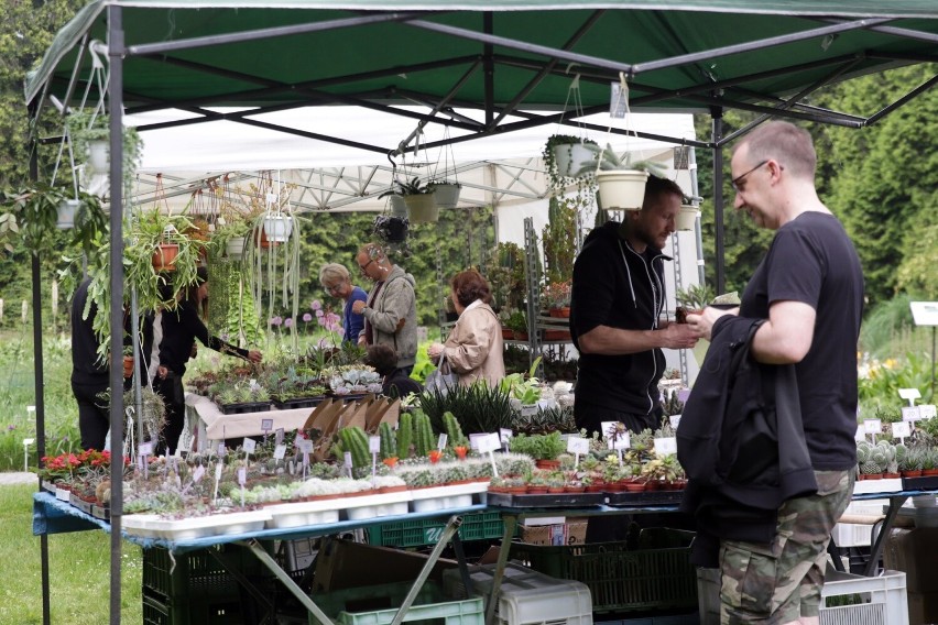 Wystawa kaktusów i innych sukulentów w Ogrodzie Botanicznym UMCS [ZOBACZ ZDJĘCIA]