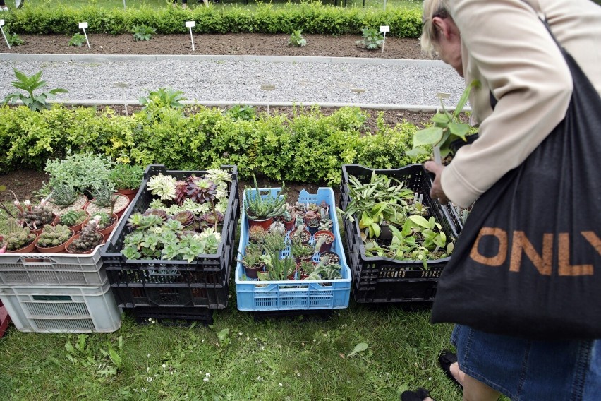 Wystawa kaktusów i innych sukulentów w Ogrodzie Botanicznym UMCS [ZOBACZ ZDJĘCIA]