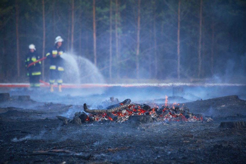Gmina Miedzichowo: Podpalacz kpi ze strażaków? W środę dwukrotnie płonął las [ZDJĘCIA] 