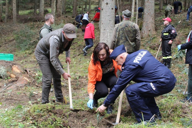 Drzewka sadziła m.in. wójt gminy Łabowa Marta Słaby w towarzystwie przedstawicieli sądeckiej Policji oraz pracowników nadleśnictwa