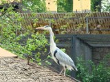 Krakowskie zoo: w świecie ptaków