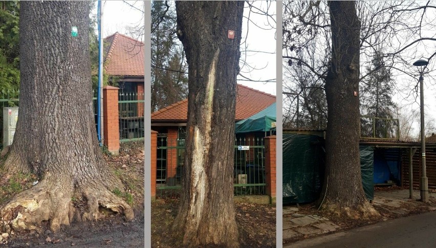 Pomnikowe drzewa z Al. Waszyngtona w Krakowie uwięzione w...