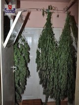 Krasnystaw. 600 gramów marihuany i 18 krzewów konopi u 27-latka