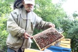 Światowy Dzień Pszczół - wizyta w pasiece "Eden"