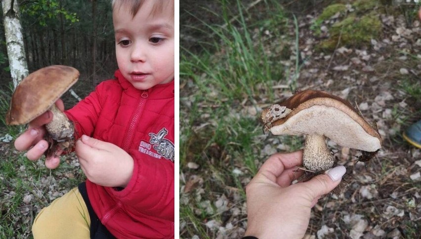 Lubuskie. W lasach wokół Świebodzina pojawiły się grzyby! Czytelnicy wysyłają nam zdjęcia dorodnych okazów. 