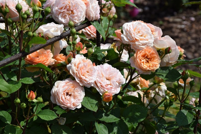 Różany ogród w Łasku nabiera realnych kształtów....