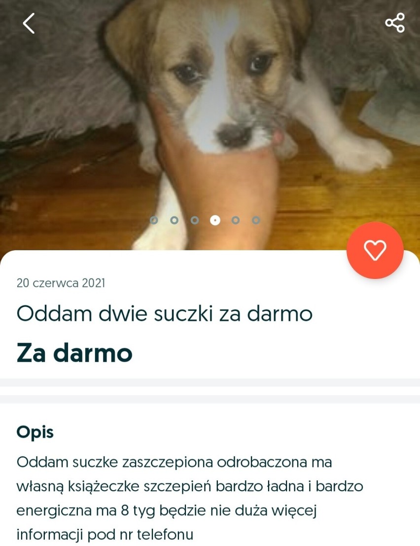 Zwierzaki do oddania za darmo z OLX