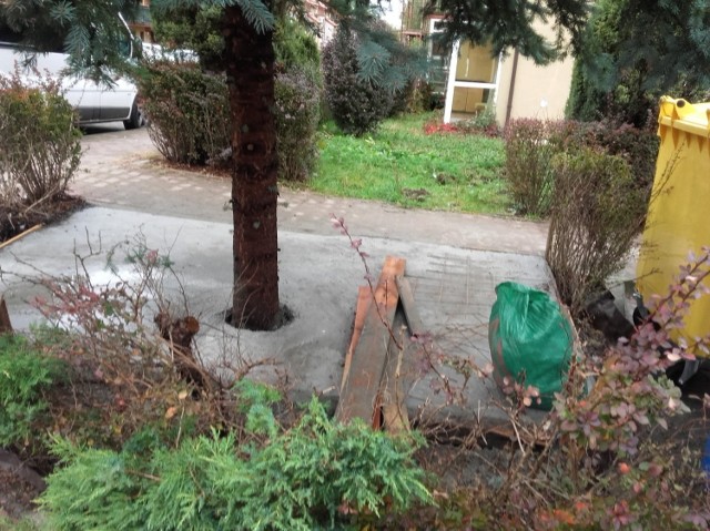 Takie zdjęcie z okolic ul. Obozowej 66 nadesłała do radnego Łukasza Maślony mieszkanka Krakowa prośbą o interwencję. Ktoś dosłownie zabetonował drzewo