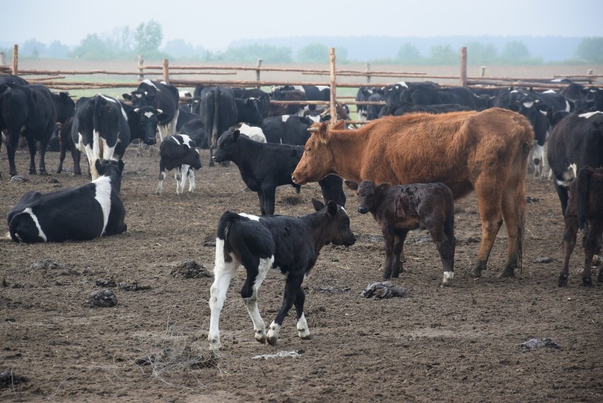 Spada liczba bydła, tego opasowego, ale też krów mlecznych