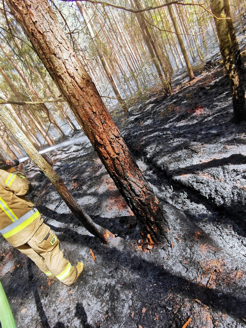 Pożar lasu w Małczu koło Lubochni. W akcji 10 zastępów straży pożarnej [ZDJĘCIA]