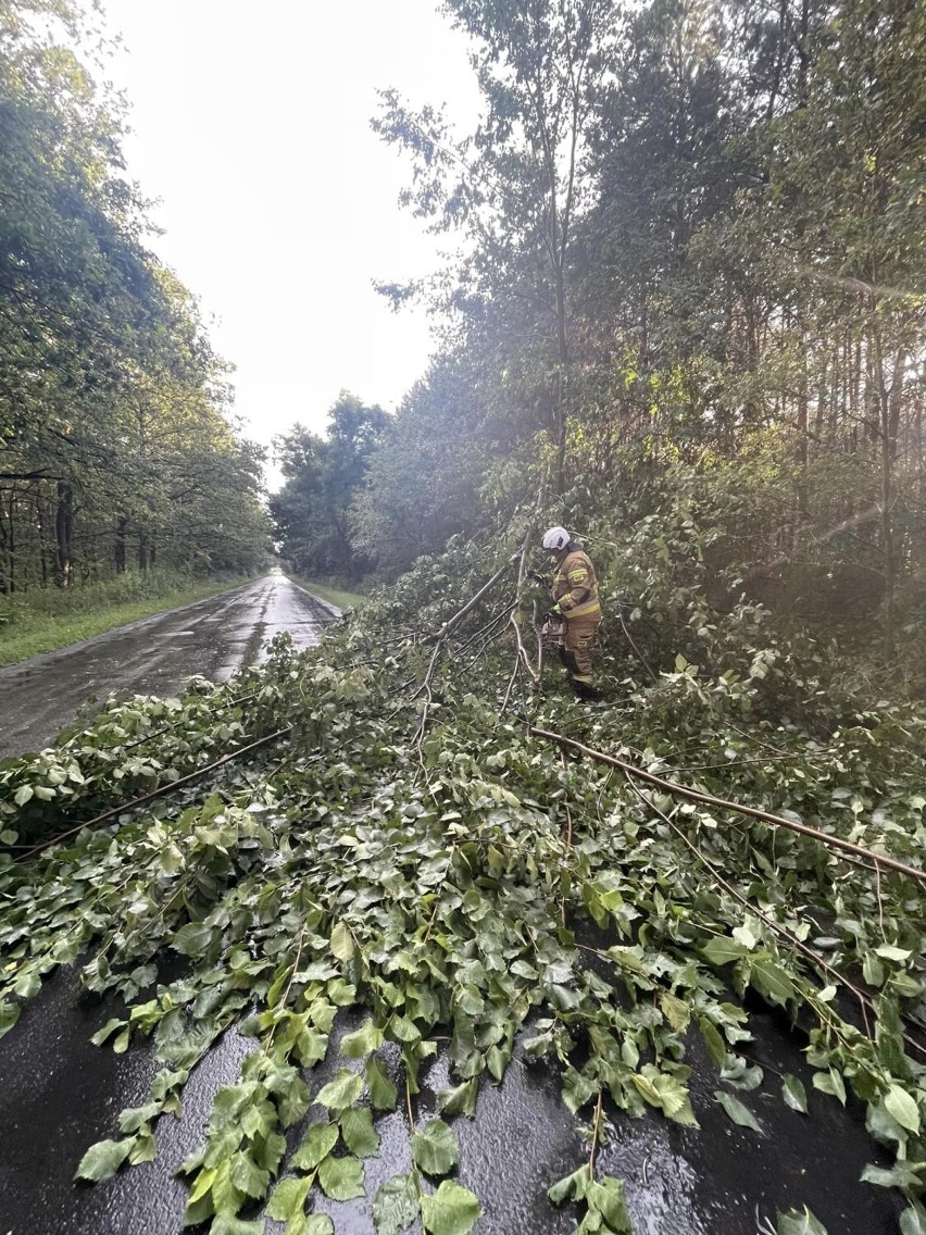 Burza i silny wiatr łamały drzewa w powiecie piotrkowskim. Powalone drzewo na DK 12 pod Sulejowem ZDJĘCIA