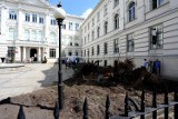 Wycinka przed sądem w Piotrkowie - co posadzą zamiast wyciętych drzew i krzewów?
