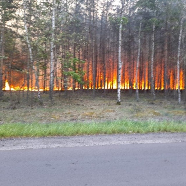 Pożary lasów to teraz prawdziwa plaga w Lubuskiem. Strażacy wyjeżdżają do akcji praktycznie codziennie.