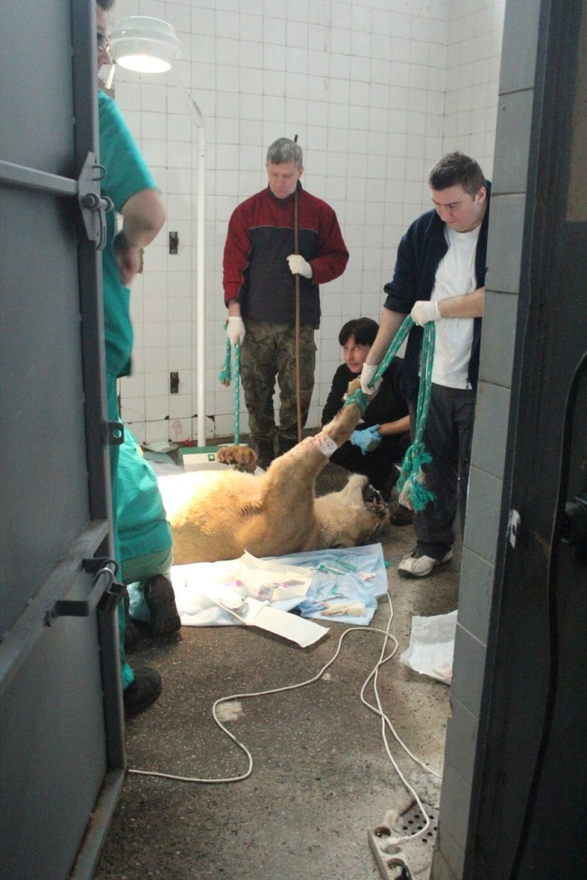 19 marca w łódzim zoo dokonano sztucznego zapłodnienia dwóch lwic.