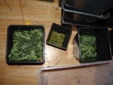 Brodniccy policjanci zabezpieczyli prawie 1,5 kg marihuany [ZDJĘCIA]