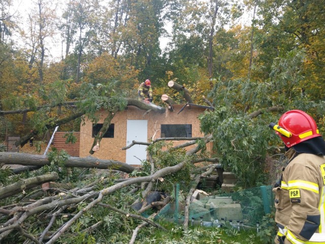 Co się działo w powiecie chełmińskim w ostatnich dniach? Strażacy ewakuowali ludzi i pomagali na działkach, gdzie na domek spadło drzewo. Byliśmy też na ul. Nad Groblą w Chełmnie, gdzie na skrzyżowaniu z DK91 BMW wpadło w poślizg