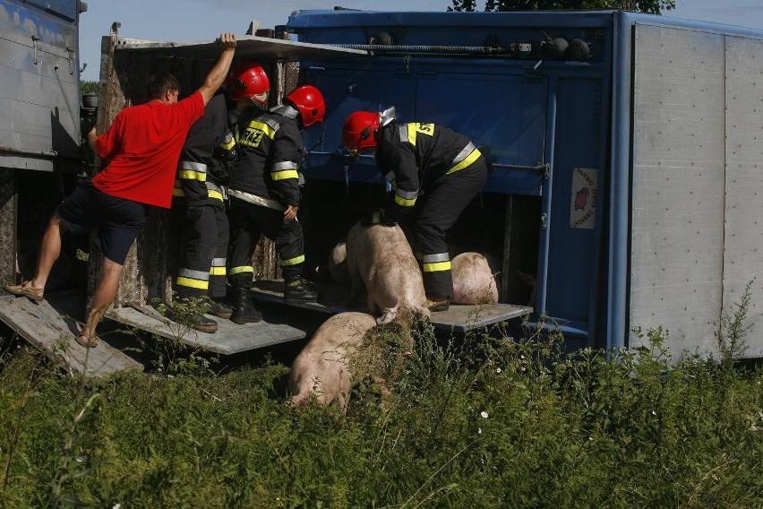 Wypadek ciężarówki ze świniami na trasie Legnica - Złotoryja (ZDJĘCIA)