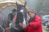 Tatry. Badają konie wożące turystów do Morskiego Oka [ZDJĘCIA]