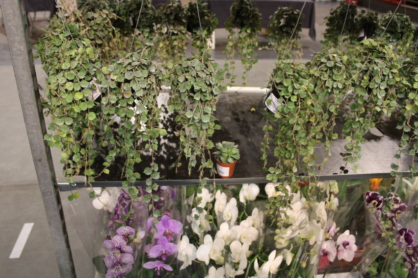 Ryneczek Roślin w Radomiu, w niedzielę w hali przy ulicy Narutowicza można było kupić kwiaty. Zobaczcie zdjęcia
