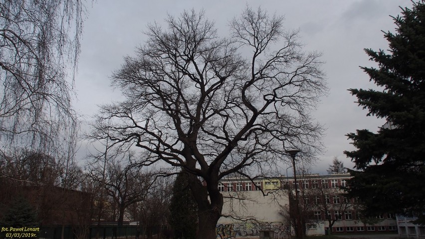 Drzewo z Wrocławia ma szansę na ogólnopolski tytuł Drzewo Roku 2019