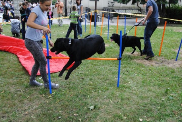 Pełne psich kup ulice to ogromny problem polskich miast. Nie ...