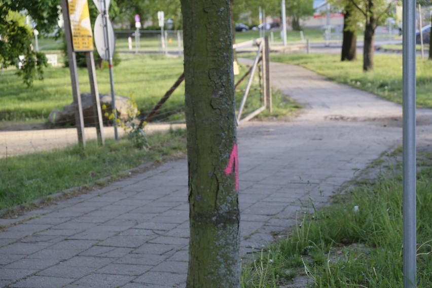Wycinka drzew w Żarach. Czternaście drzew przy Placu Konstytucji 3 Maja idzie pod topór