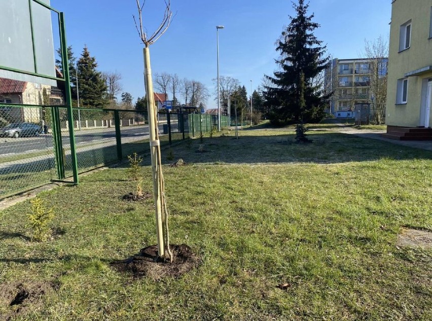 Wielkie sadzenie drzew i krzewów przy szkołach średnich w Szczecinku [zdjęcia]