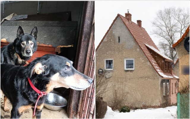 Psy żywiły się ciałem właścicielki, która zmarła w domu przy ul. Spadzistej w Wałbrzychu. To łagodne zwierzęta, przyjazne ludziom