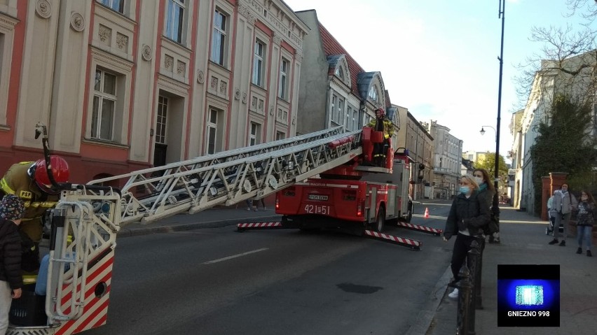 Gniezno. Na wysokim drzewie utknęły kotki. Uratowali je strażacy [FOTO]