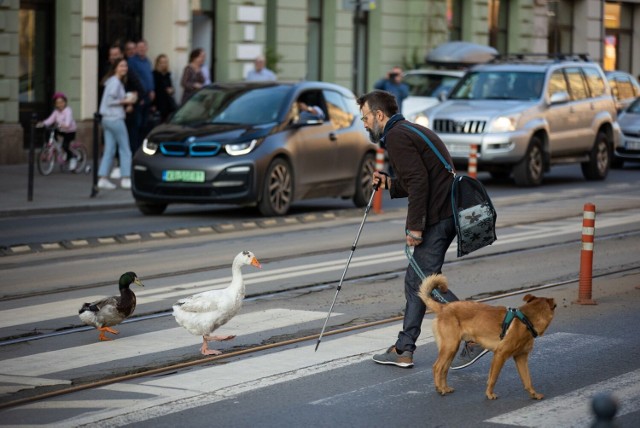 Kraków, kaczka, gęś, pies i ich pan. Wzbudzają uśmiechy na twarzach przechodniów