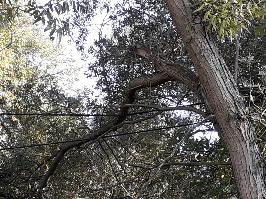 Park Zamkowy. Jest niebezpiecznie. Konary drzew, uszkodzone przez wichurę, wiszą na liniach energetycznych. Jeden spadł niszcząc lampę