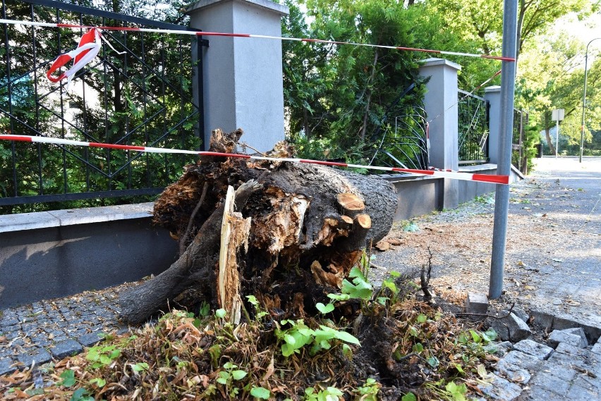 Wichura w Opolu. Wiatr łamał drzewa i zrywał z nich konary