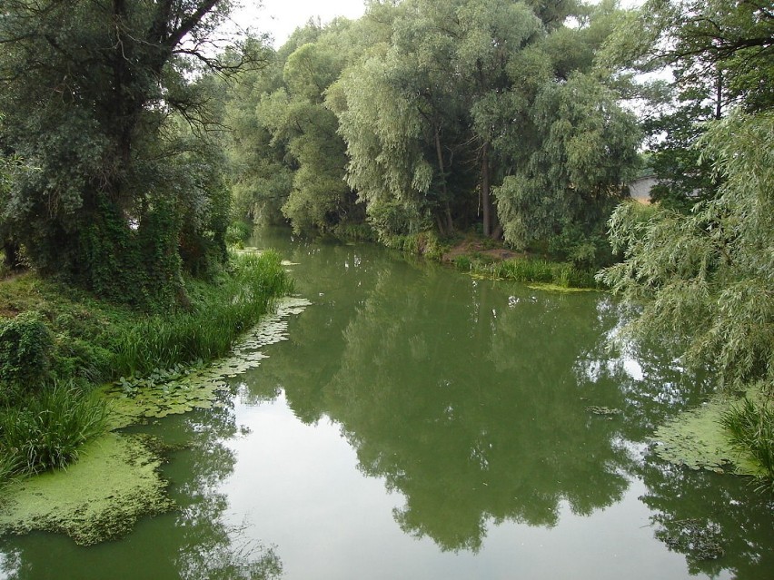 To już lato, rzeka nasycona zielenią przeglądających się w...