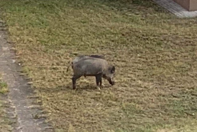 Dzik przy ulicy Powstańców Warszawy w Zielonej Górze.