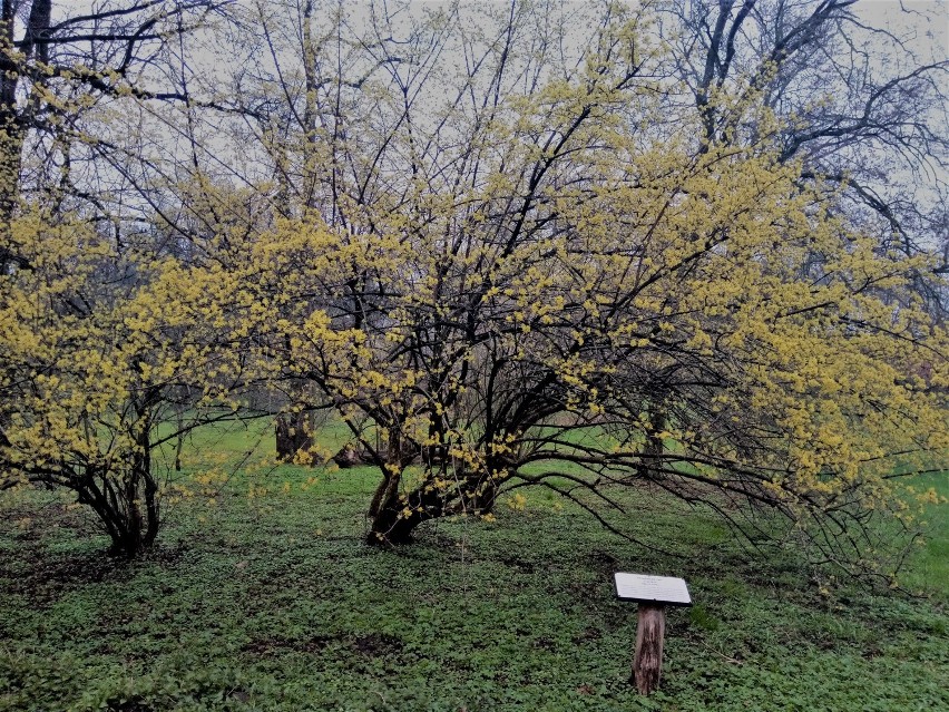 Do parku w Gołuchowie w końcu nieśmiało zawitała wiosna