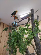 Papugarnia w Suwałkach. Wielkie otwarcie na Dzień Dziecka