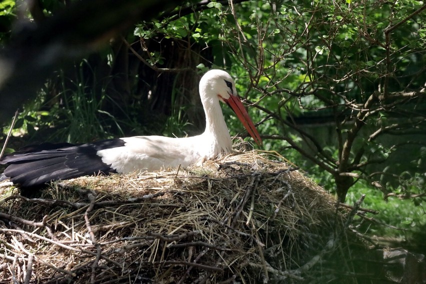 Mini ZOO w Legnicy jest zamknięte! Zobaczcie zwierzęta na zdjęciach w ZOO Lubin