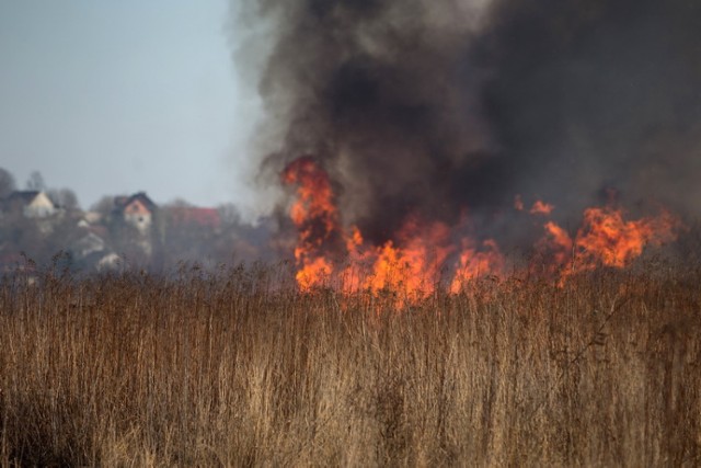 Do zapalenia łąk doszło również w okolicach ulicy Kolnej. Tam strażacy jeszcze walczą z ogniem.

Pożar łąk w okolicach ul. Kolnej